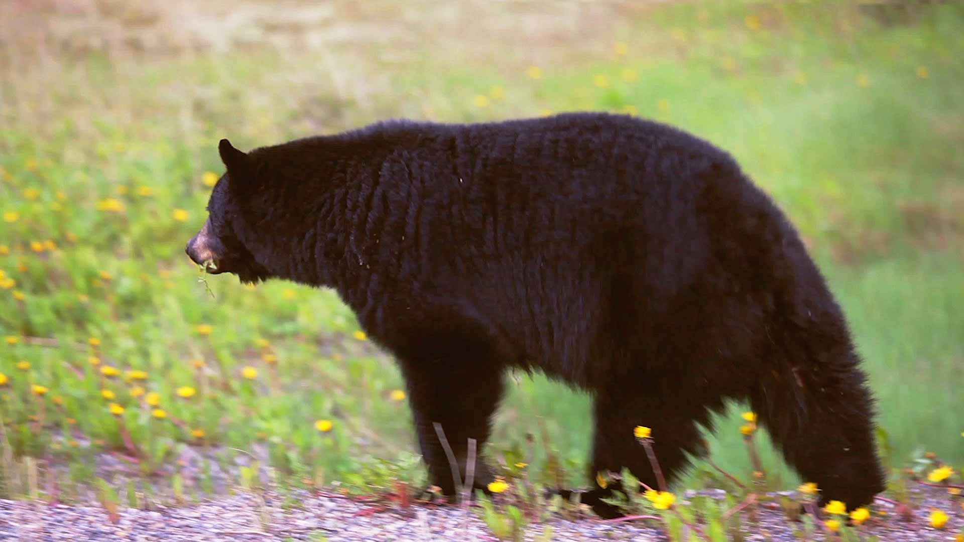 Black bear in Maine walking in field